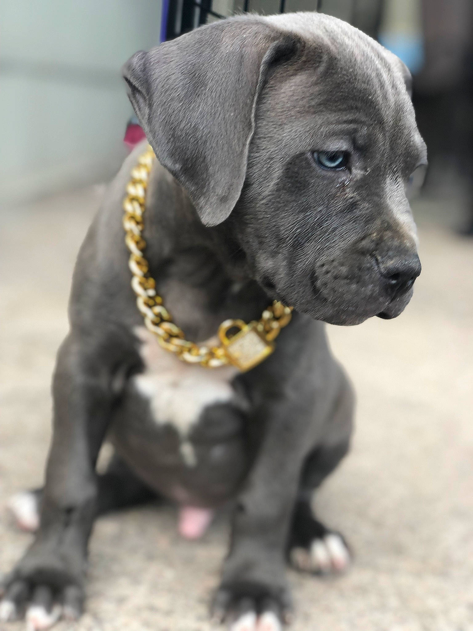 Brynner joined the competition — help win amazing prizes! canidae, carnivore, collar, companion_dog, dog, dog_breed, dog_collar, fawn, fur, hunting_dog, liver, non_sporting_group, pet_supply, snout, sporting_group, terrestrial_animal, whiskers, working_animal, working_dog, wrinkle