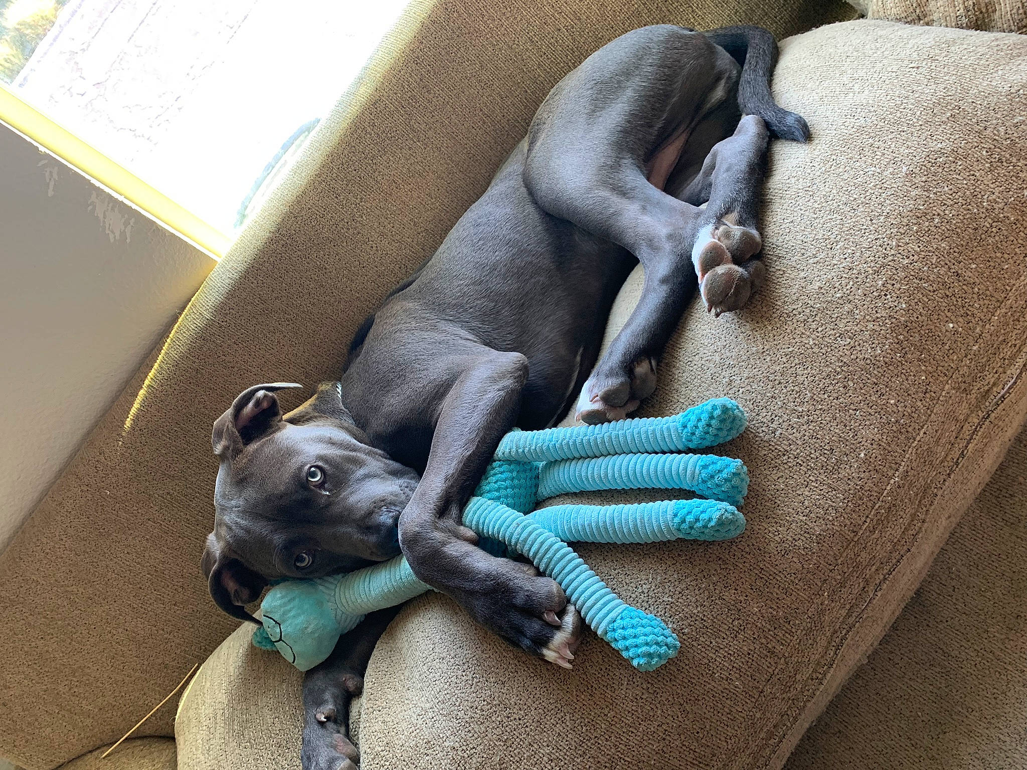 Brynner joined the competition — help win amazing prizes! art, carnivore, comfort, companion_dog, dog, dog_breed, electric_blue, fashion_accessory, fawn, gesture, grey, human_leg, linens, nail, pattern, statue, visual_arts, working_animal, wrinkle, wrist