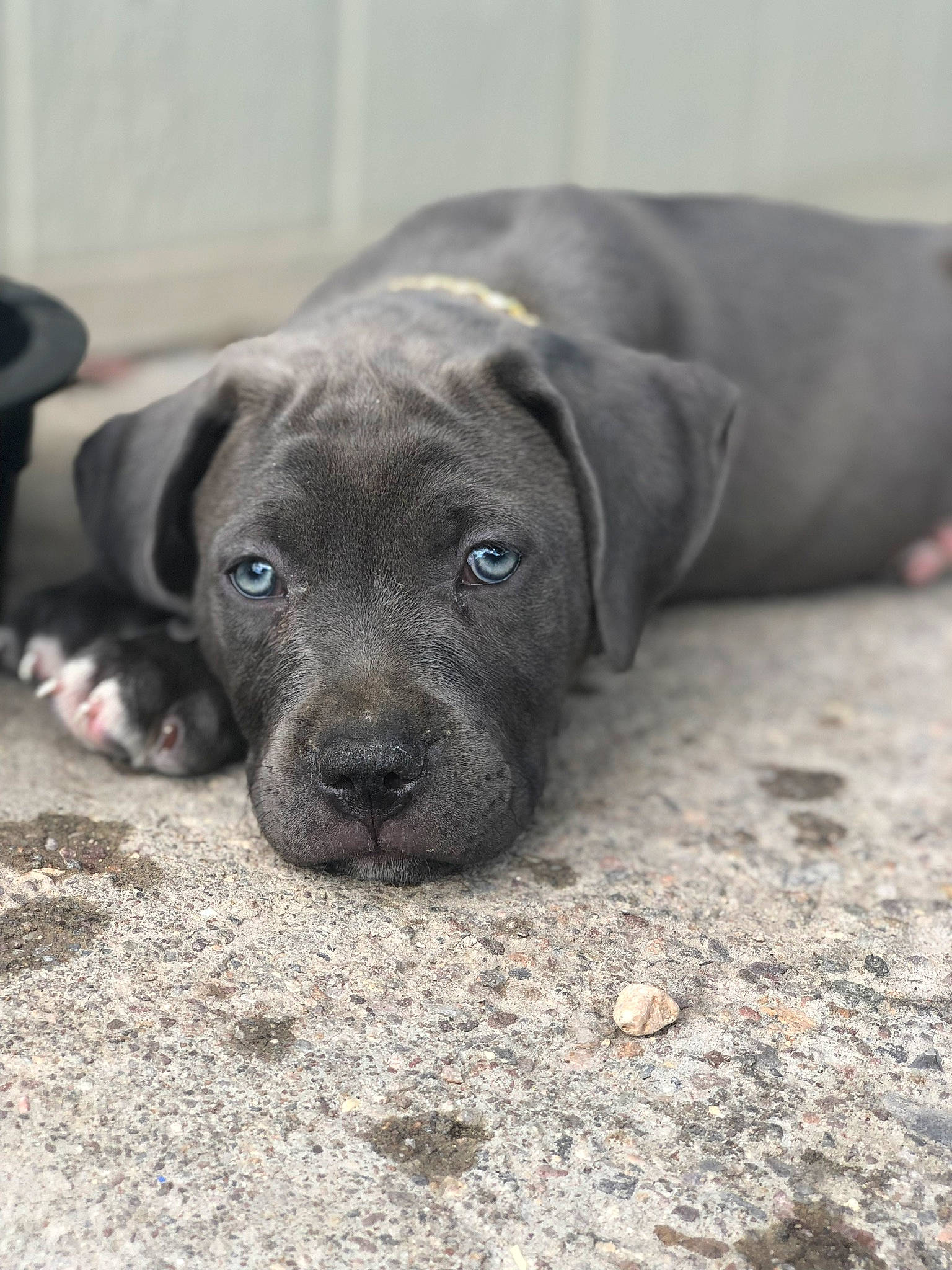 Brynner is registered to the contest to win money with this photo: borador, canidae, carnivore, companion_dog, dog, dog_breed, eye, fawn, fur, grey, gun_dog, liver, non_sporting_group, sporting_group, terrestrial_animal, whiskers, working_animal