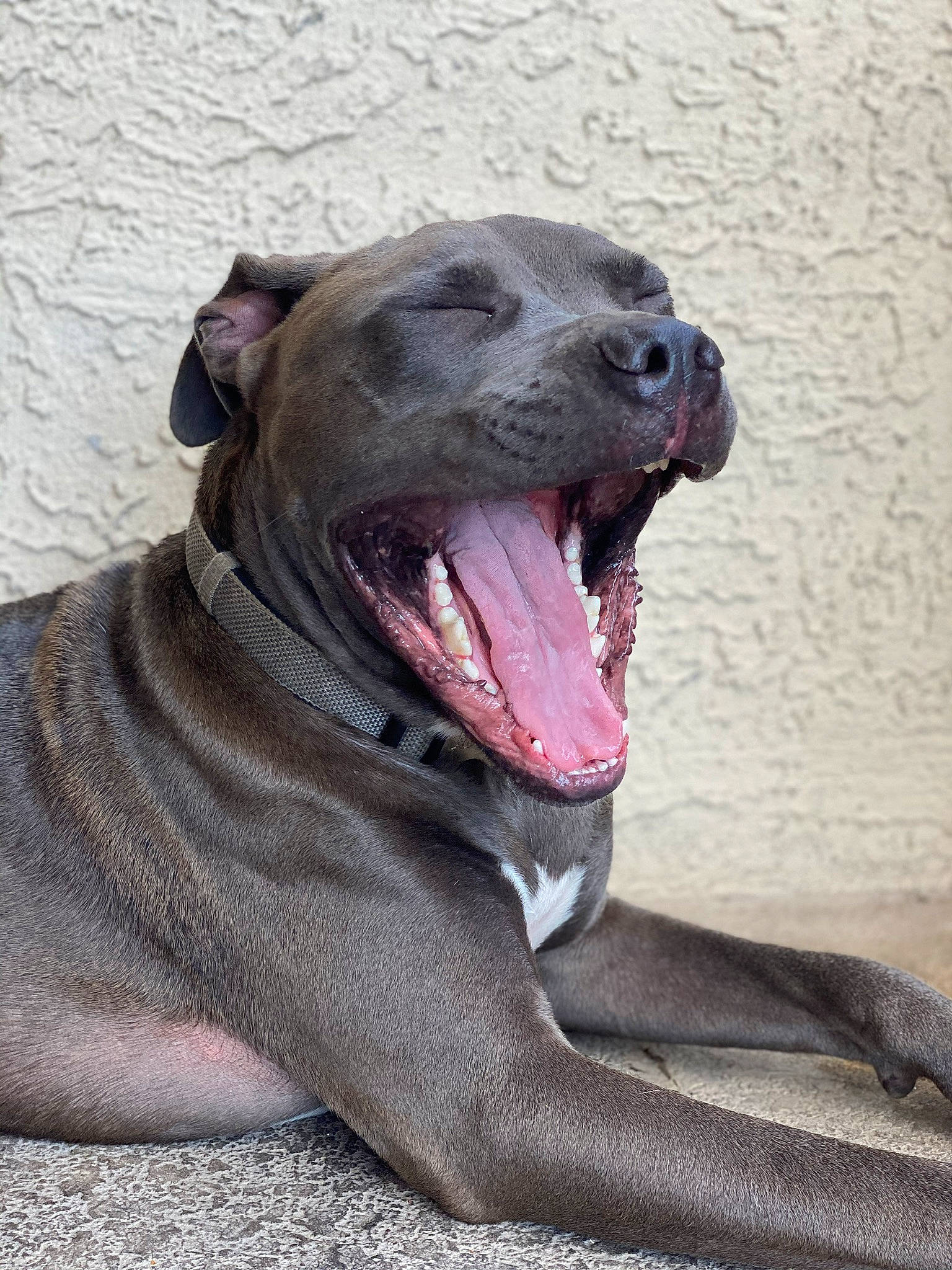 Brynner joined the competition — help win amazing prizes! carnivore, collar, companion_dog, dog, dog_breed, dog_collar, fang, jaw, liquid, liver, non_sporting_group, roar, smile, snout, sporting_group, terrestrial_animal, whiskers, working_animal, working_dog, yawn