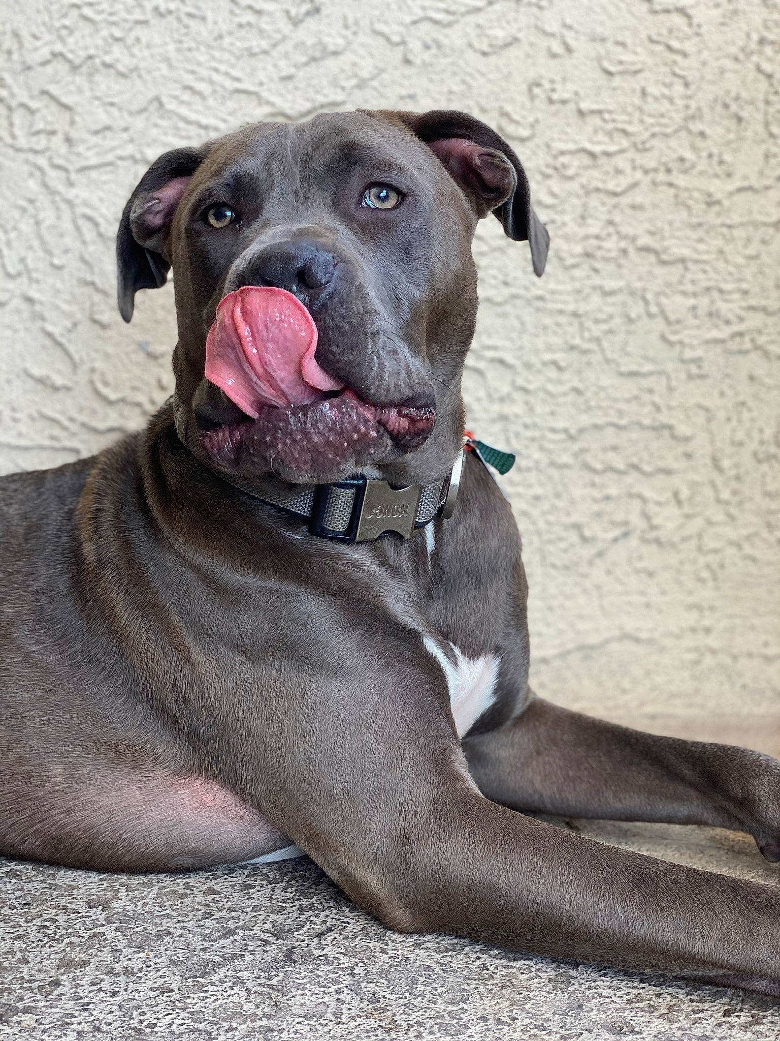 Brynner joined the competition — help win amazing prizes! canidae, carnivore, collar, companion_dog, dog, dog_breed, dog_collar, fawn, non_sporting_group, snout, sporting_group, whiskers, working_animal, working_dog