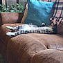 animal, blanket, blue, brown, cat, comfortable, couch, cozy, domestic, fluffy, furniture, indoor, living_room, pet, pillow, plaid, relaxing, resting, sleeping, soft