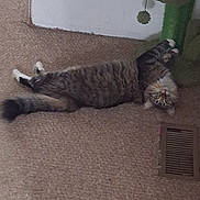 Frass is registered to the contest to win money with this photo: animal, carpet, cat, cat_tree, cozy, curious, feline, floor, household, indoor, paw, pet, playful, plush, relaxed, tabby, tail, toy, upside_down, whiskers