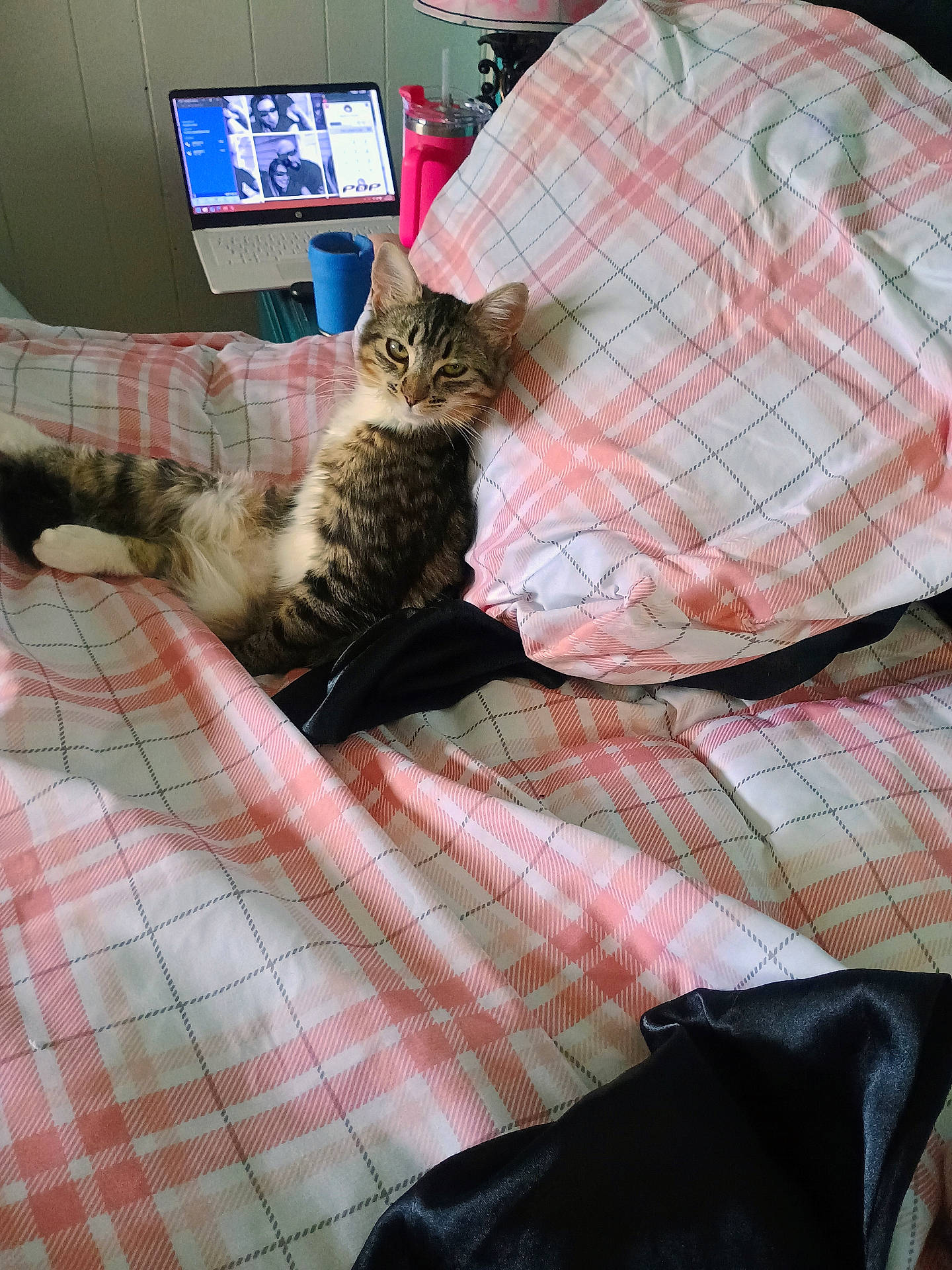 Frass joined the competition — help win amazing prizes! animal, bed, blanket, cat, checkered_pattern, cozy, cup, domestic, furniture, indoor, laptop, pet, pillow, pink, relaxed, resting, sleepy, tabby_cat, video_call, white