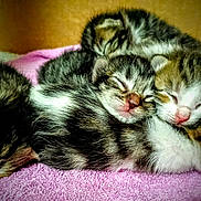 Sassy is registered to the contest to win money with this photo: kitten, sleeping, cat, feline, cute, animal, pet, fur, tabby, newborn, resting, pink_towel, snuggling, group, soft, indoors, young, pile, peaceful, closeup