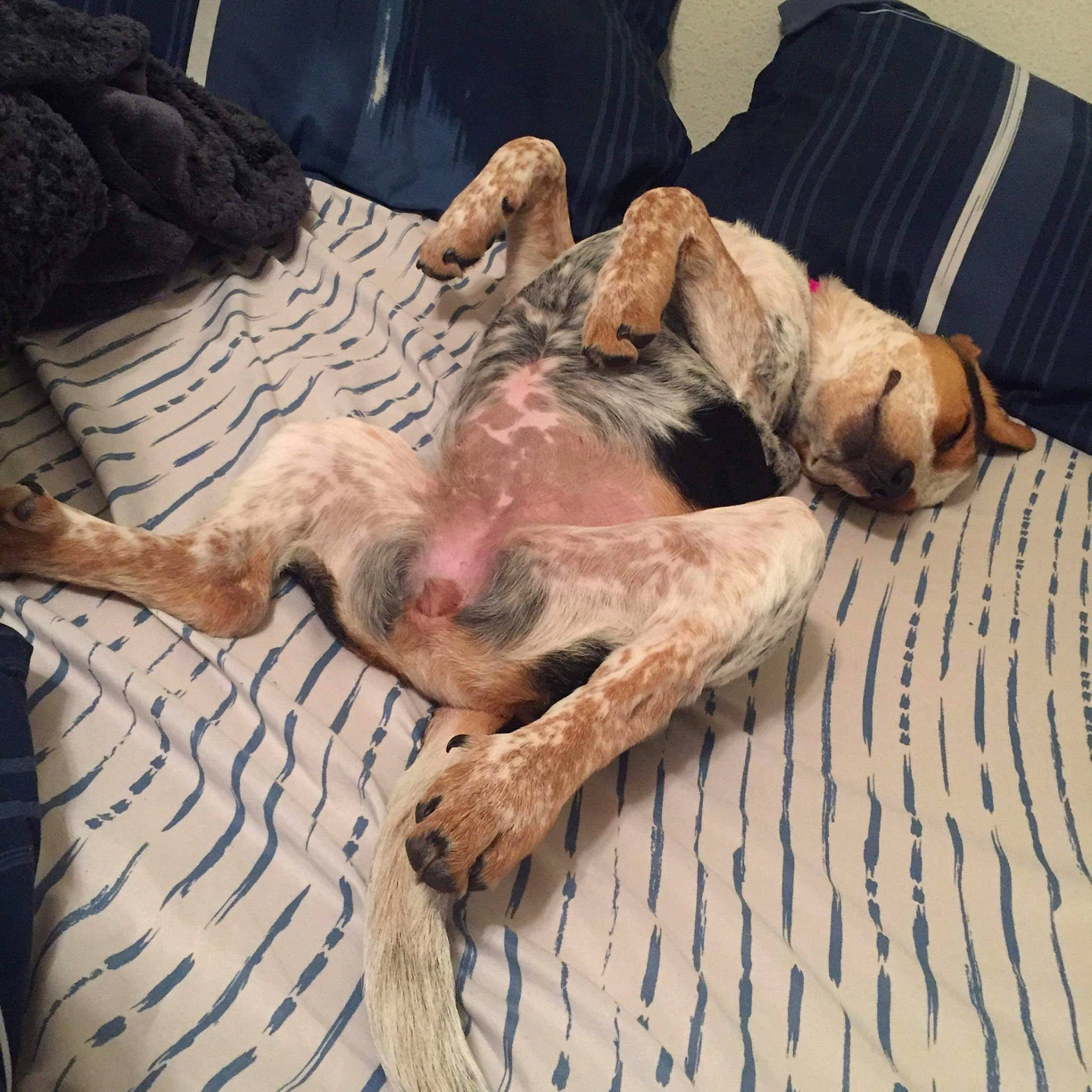 Piper joined the competition — help win amazing prizes! border_terrier, canidae, carnivore, comfort, companion_dog, dog, dog_breed, fawn, galgo_espanol, lurcher, nap, paw, puppy, puppy_love, sleep, sporting_group, street_dog