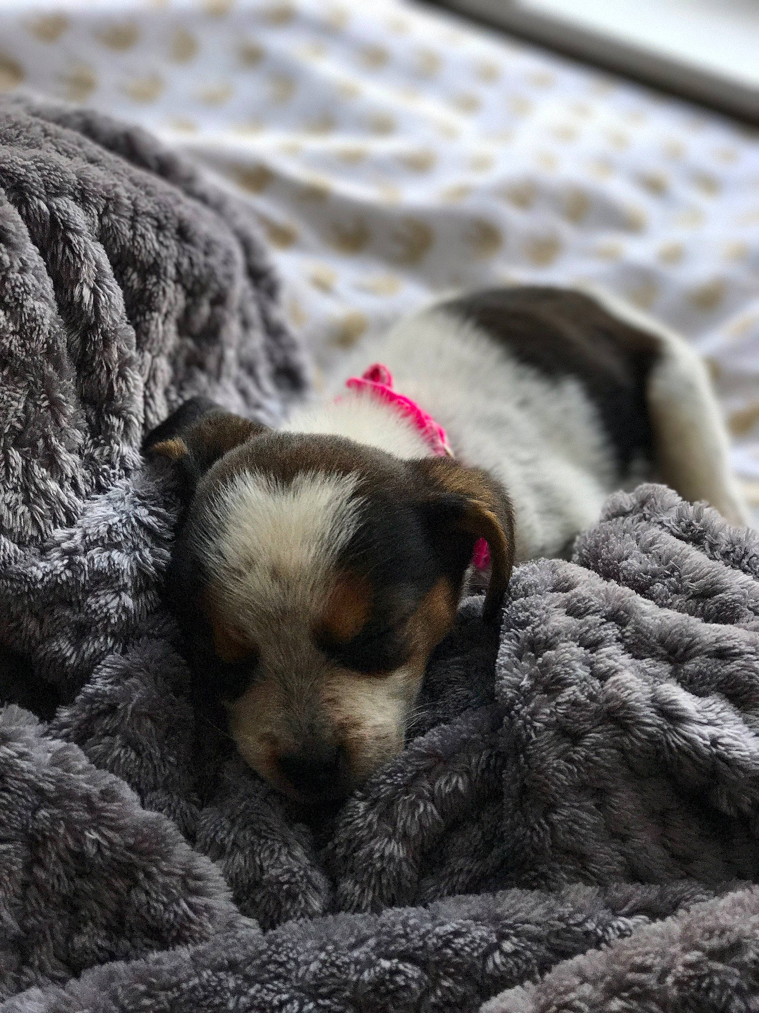 Piper joined the competition — help win amazing prizes! canidae, carnivore, dog, dog_breed, fawn, puppy