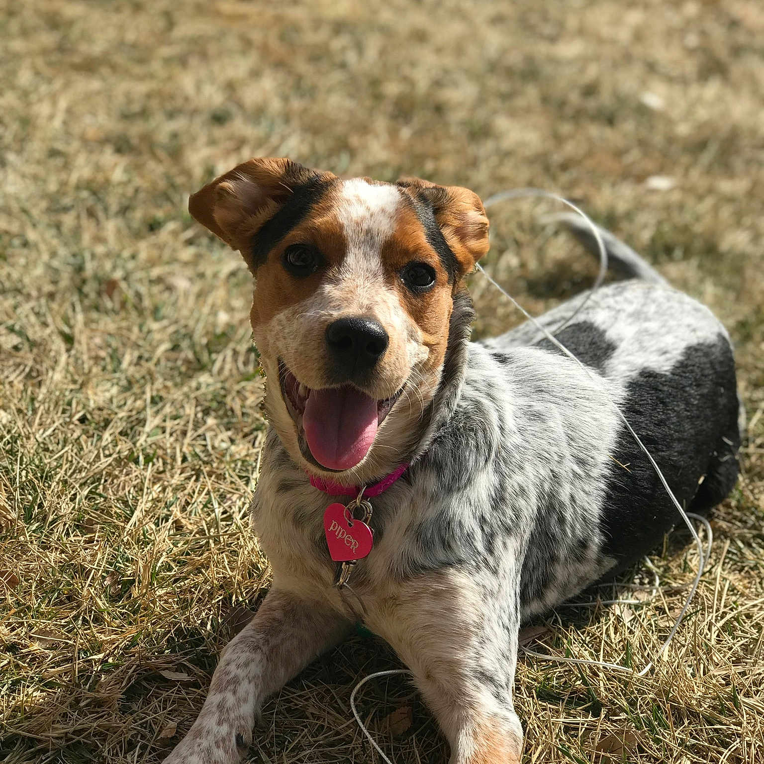 Piper