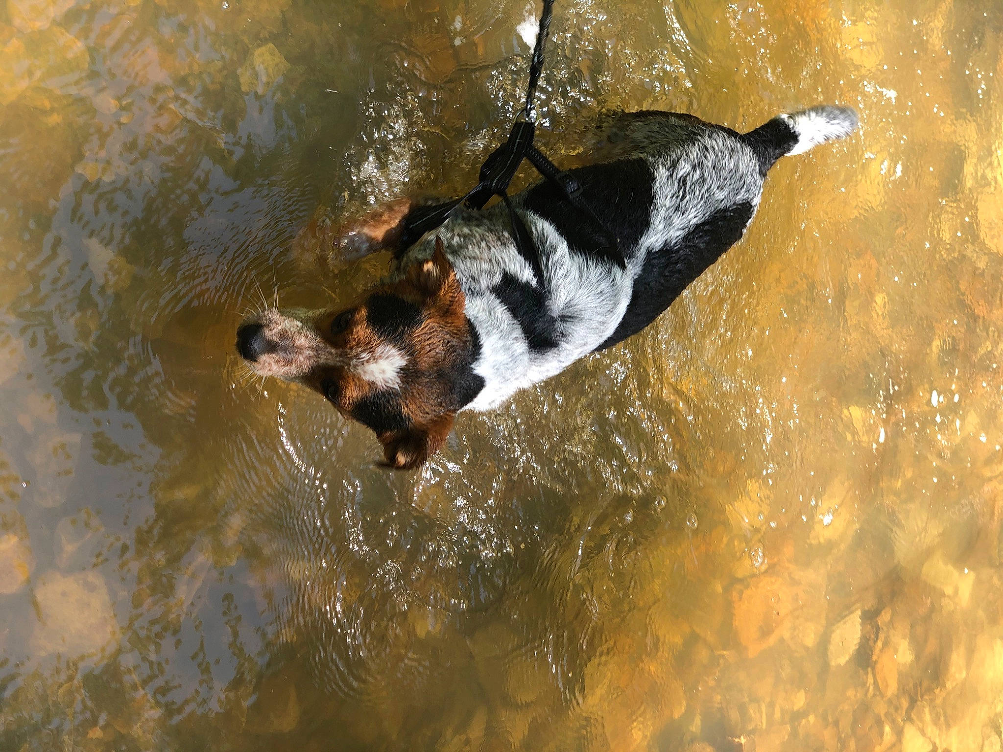 Piper is registered to the contest to win money with this photo: canidae, carnivore, dog, dog_breed, hunting_dog, pointer, sporting_group, water