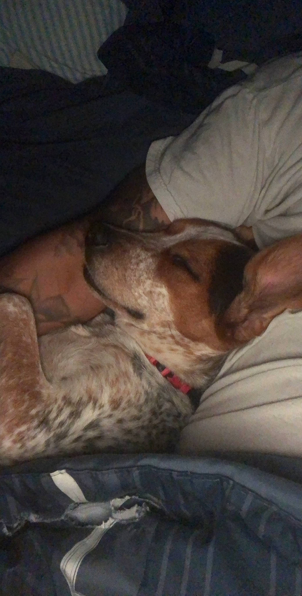 Piper joined the competition — help win amazing prizes! canidae, carnivore, companion_dog, dog, dog_breed, fox_terrier, nap, sleep