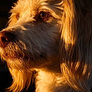 Rocket is registered to the contest to win money with this photo: animal, animal_portrait, brown_eyes, close_up, collar, detailed_texture, dog, ears, expression, face, fur, golden_fur, looking_away, muzzle, outdoor_light, pet, portrait, side_view, sunlight, warm_light