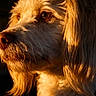 animal, animal_portrait, brown_eyes, close_up, collar, detailed_texture, dog, ears, expression, face, fur, golden_fur, looking_away, muzzle, outdoor_light, pet, portrait, side_view, sunlight, warm_light