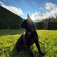 Alduin a rejoint le concours — aidez-le/la à gagner de superbes lots ! black_cat, cat, grass, outdoor, sunlight, sky, clouds, hedge, leash, harness, pet, nature, daylight, animal, feline, sitting, greenery, backlit, shadow, garden