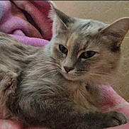 Gordie joined the competition — help win amazing prizes! animal, blanket, brown, cat, closeup, cozy, domestic, ears, eyes, feline, fur, indoor, nose, paw, pet, pink, relaxed, resting, soft, whiskers
