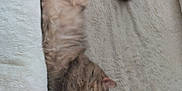 Gordie is registered to the contest to win money with this photo: animal, architecture, bed, blanket, building, cat, chair, couch, cushion, furniture, homedecor, indoors, kitten, linen, livingroom, manx, person, pet, room, sleeping