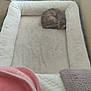 Gordie joined the competition — help win amazing prizes! animal, bed, bedroom, blanket, cat, clothing, couch, cradle, crib, cushion, footwear, furniture, homedecor, indoors, infantbed, person, pet, room, shoe, sleeping