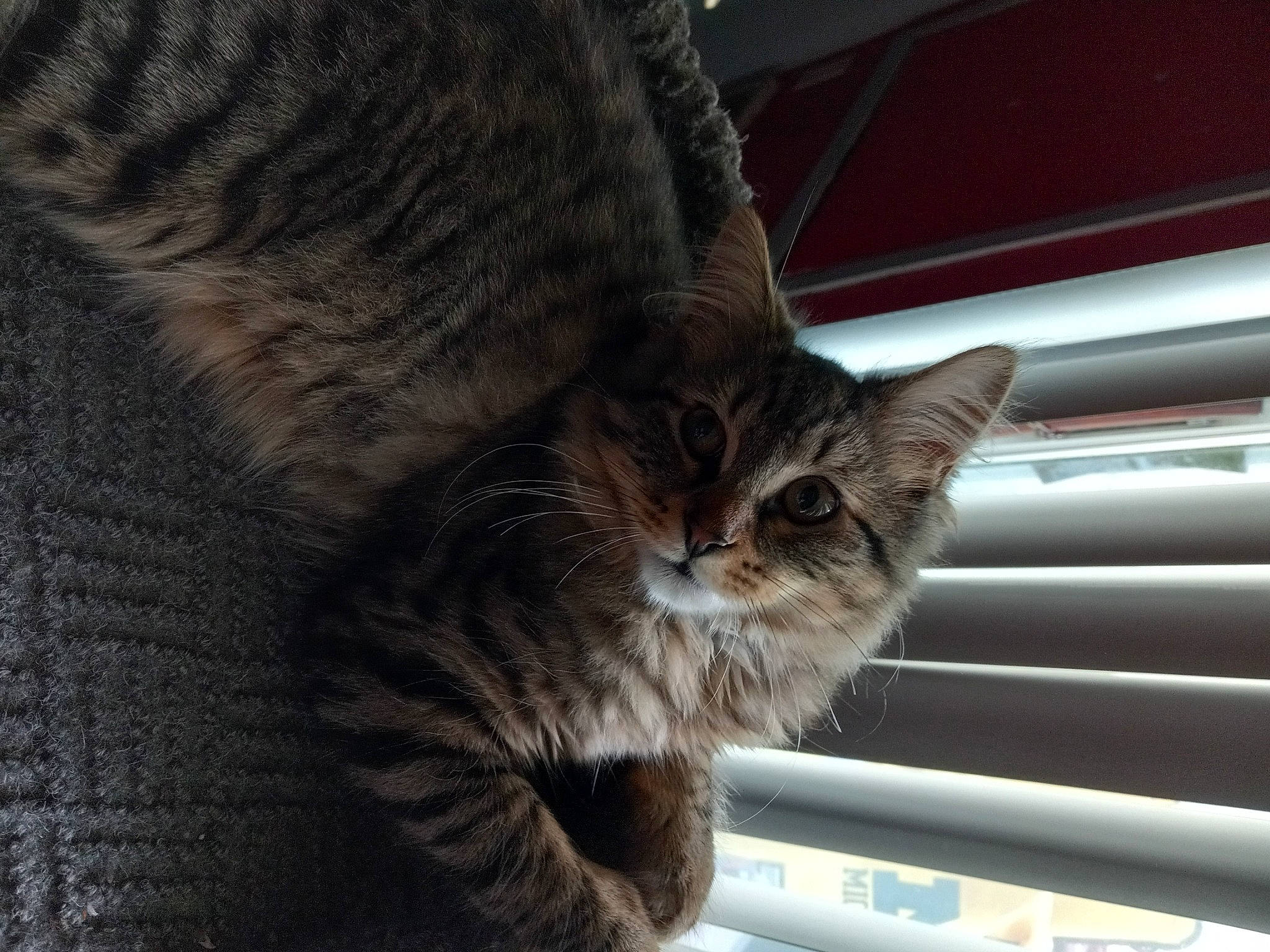 Sammy is registered to the contest to win money with this photo: carnivore, cat, claw, comfort, domestic_short_haired_cat, felidae, fur, paw, small_to_medium_sized_cats, snout, tail, terrestrial_animal, whiskers, window