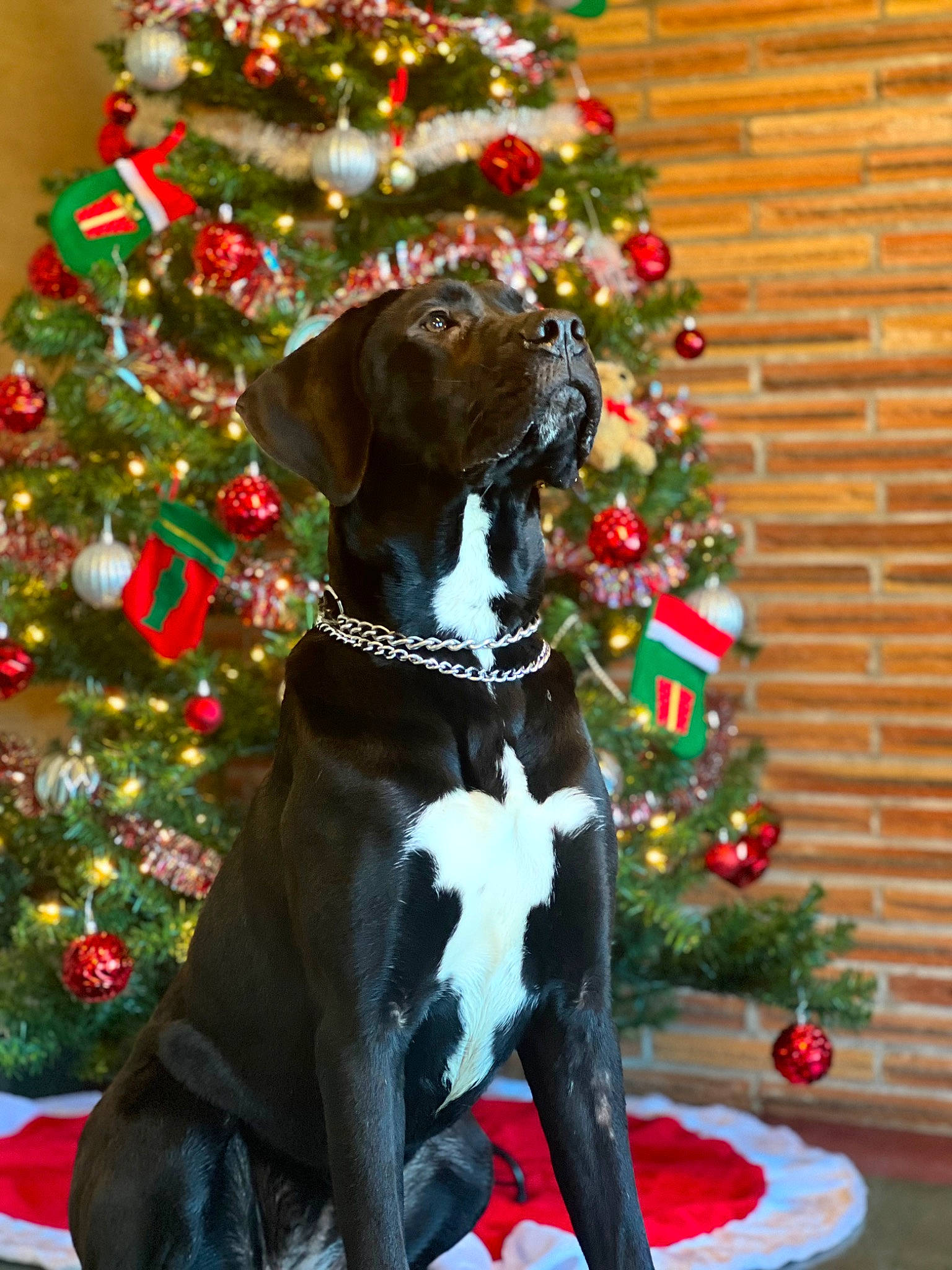 Boss joined the competition — help win amazing prizes! carnivore, christmas, christmas_decoration, christmas_ornament, christmas_tree, collar, companion_dog, dog, dog_breed, dog_collar, dog_supply, event, fawn, holiday, holiday_ornament, liver, mammal, plant, tree, working_animal