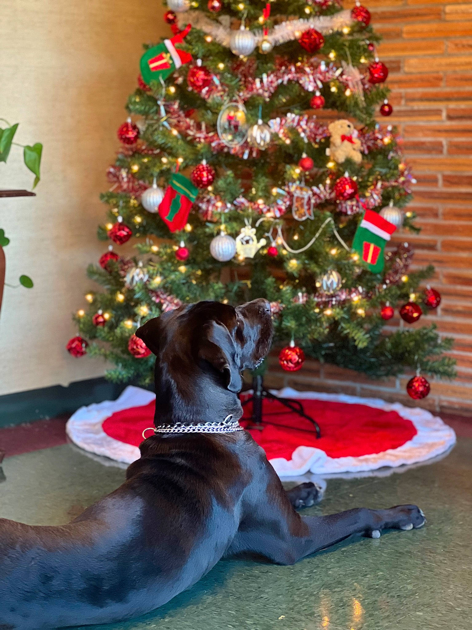 Boss is registered to the contest to win money with this photo: carnivore, christmas, christmas_decoration, christmas_ornament, christmas_tree, collar, companion_dog, conifer, dog, dog_breed, dog_supply, event, evergreen, fawn, holiday, holiday_ornament, ornament, plant, tail, tree