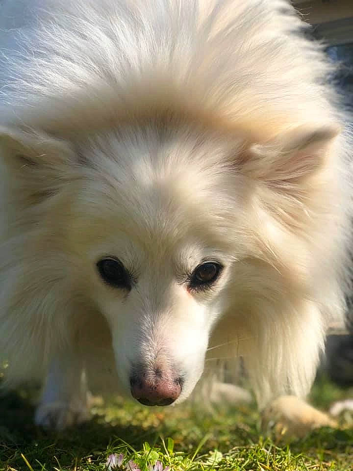 Eliot participe au concours pour gagner de l'argent avec cette photo : canidae, carnivore, close_up, companion_dog, dog, dog_breed, eye, fawn, fur, german_spitz, german_spitz_klein, german_spitz_mittel, grass, head, snout, spitz, sporting_group, volpino_italiano, whiskers, wildlife