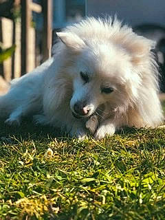 Eliot a rejoint le concours — aidez-le/la à gagner de superbes lots ! ancient_dog_breeds, carnivore, companion_dog, dog, dog_breed, german_spitz, german_spitz_klein, german_spitz_mittel, grass, indian_spitz, non_sporting_group, spitz, volpino_italiano, working_animal, working_dog