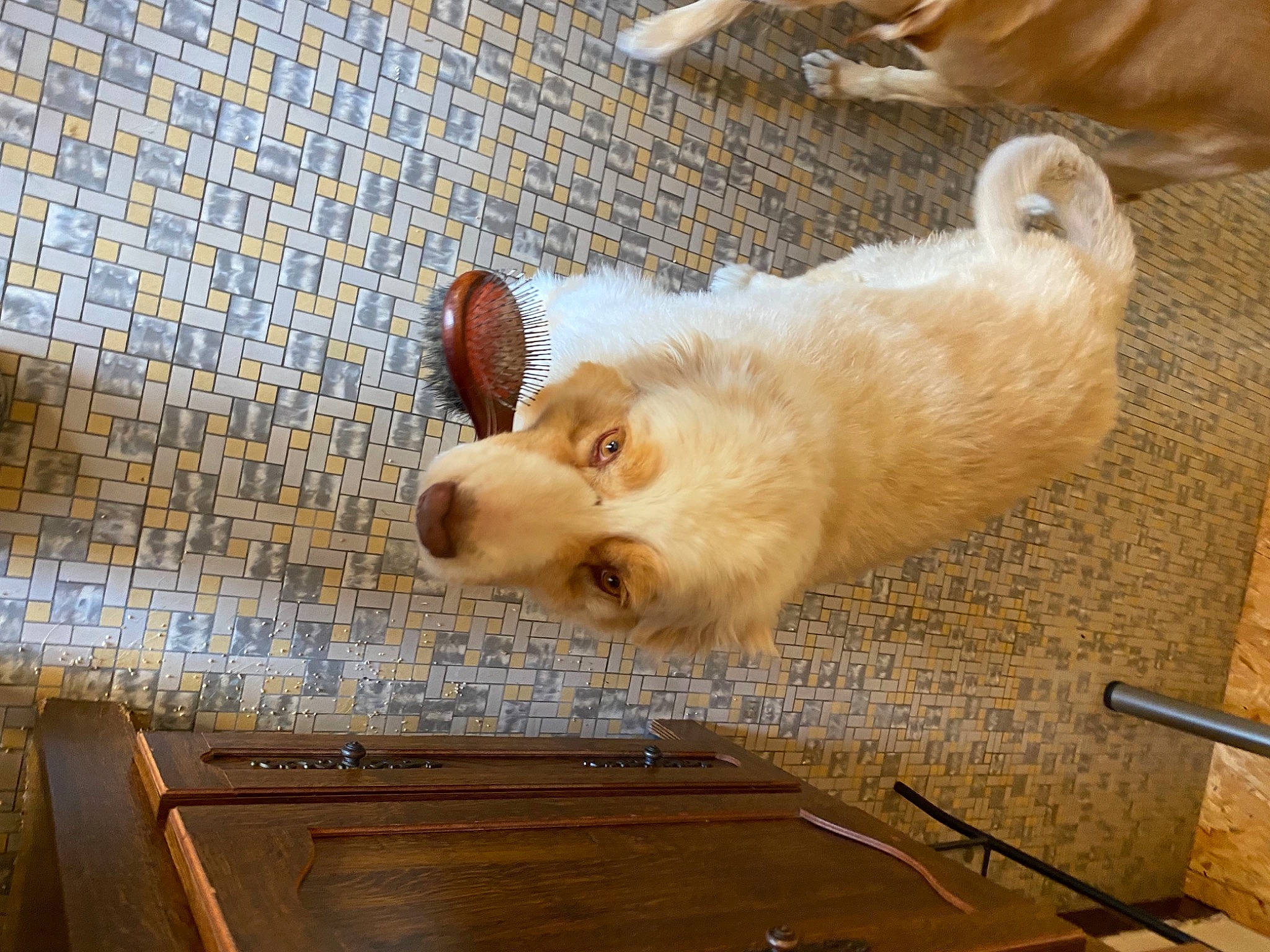 Cojac participe au concours pour gagner de l'argent avec cette photo : animal_shelter, canidae, carnivore, companion_dog, dog, dog_breed, fawn, flooring, fur, hardwood, livestock, mammal, pet_supply, snout, sporting_group, tail, terrestrial_animal, whiskers, wood, working_animal