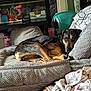 dog, blanket, pillow, indoor, furniture, cozy, resting, pet, knit, brown, black, looking, relaxed, home, living_room, toy, plastic_chair, shelf, cushion, carpet