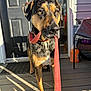dog, leash, porch, door, sunlight, shadow, animal, pet, waiting, outside, collar, wooden_floor, black_door, fence, house, daylight, domestic_animal, muzzle, ears, eyes