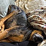dog, couch, blanket, sleeping, relaxed, indoor, pet, fur, black, brown, snout, nose, comfort, cozy, resting, animal, canine, home, soft, patterned_blanket