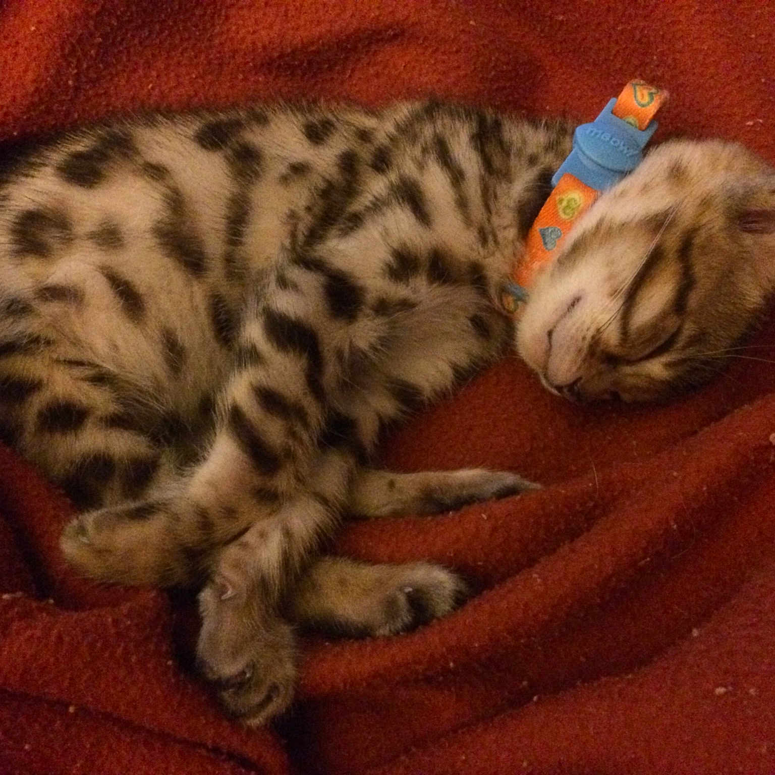 Marbles joined the competition — help win amazing prizes! american_shorthair, asian, australian_mist, bengal, carnivore, cat, claw, dragon_li, egyptian_mau, european_shorthair, felidae, kitten, mammal, ocicat, savannah, small_to_medium_sized_cats, vertebrate, whiskers