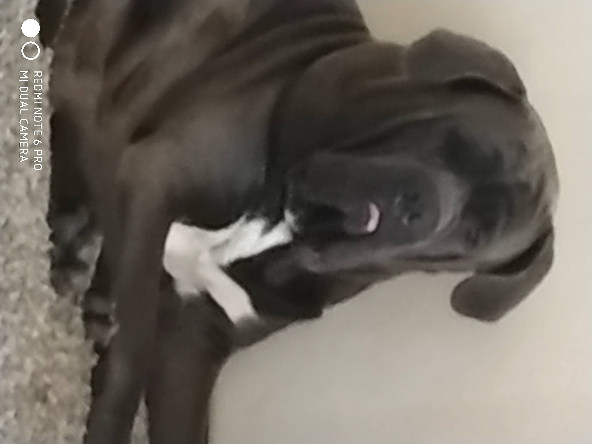 Olaf a rejoint le concours — aidez-le/la à gagner de superbes lots ! american_pit_bull_terrier, boston_terrier, cane_corso, canidae, carnivore, dog, dog_breed, fawn, french_bulldog, great_dane, guard_dog, italian_greyhound, non_sporting_group, snout, sporting_group, weimaraner