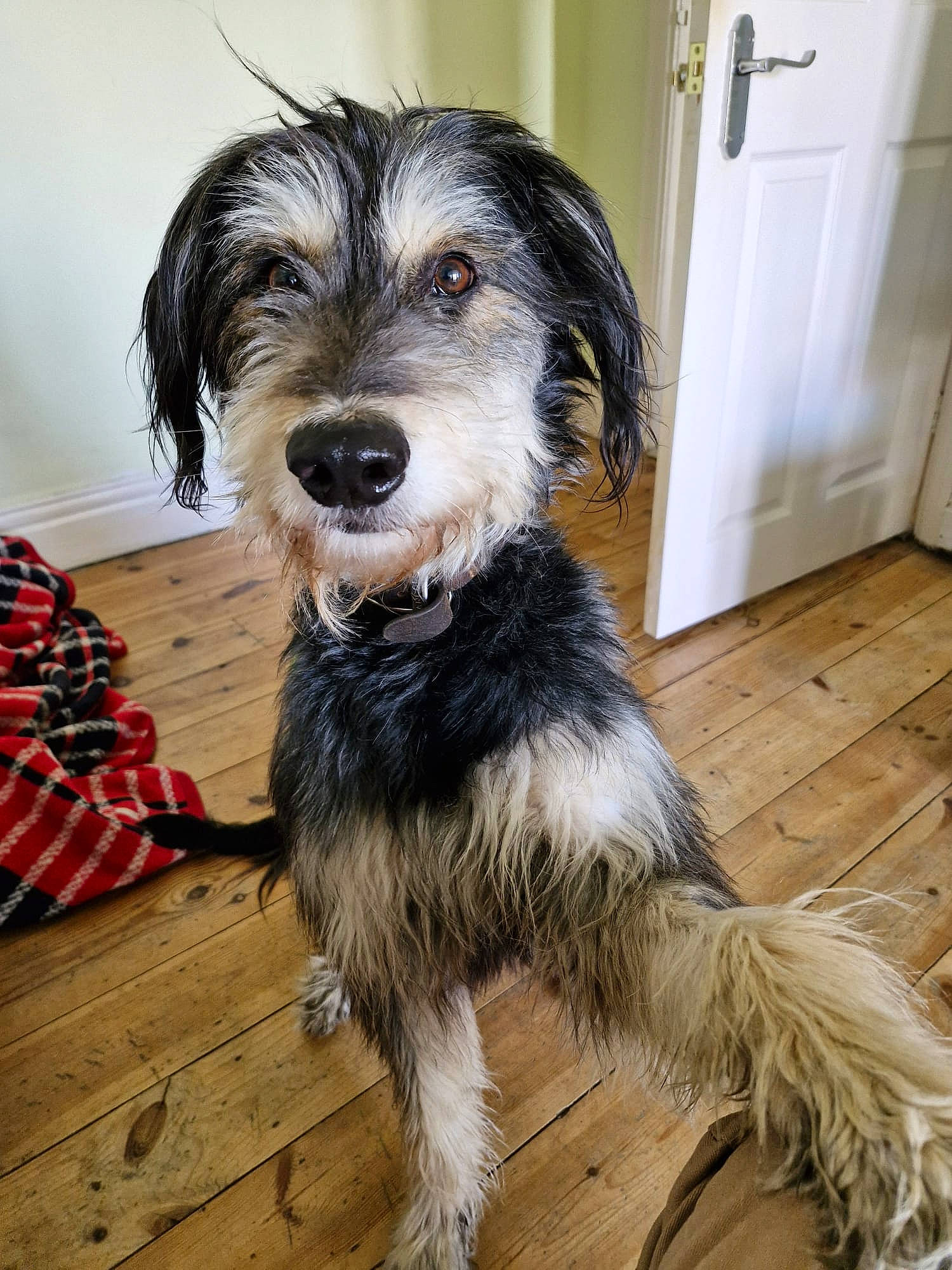 Cody joined the competition — help win amazing prizes! cabinetry, canidae, carnivore, companion_dog, dog, dog_breed, door, flooring, fur, hardwood, small_terrier, snout, sporting_group, terrier, toy_dog, water_dog, wood, wood_flooring, working_animal, working_dog