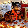 Pikachu joined the competition — help win amazing prizes! cat, halloween, costume, witch_hat, cape, bow_tie, orange, pumpkins, fairy_lights, indoor, portrait, sitting, fur, whiskers, green_eyes, pet, festive, decorations, blanket, cute