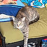 cat, gray_cat, tabby, pet, animal, feline, whiskers, ears, yellow_eyes, collar, striped_fur, lying_down, paw, bed, blanket, pillows, bedroom, indoors, cozy, water_bottle