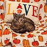 Pikachu joined the competition — help win amazing prizes! cat, kitten, pet, animal, feline, portrait, sitting, curled_up, gray_cat, tabby, face, eyes, whiskers, indoors, bed, blanket, pumpkins, halloween, pillow, home_decor