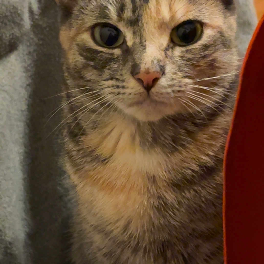 Pikachu joined the competition — help win amazing prizes! cat, tabby, feline, pet, animal, portrait, sitting, upright, staring, eyes, whiskers, ears, fur, striped, brown, gray, indoor, curtain, red_object, closeup