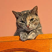 Pikachu is registered to the contest to win money with this photo: cat, feline, pet, animal, portrait, close_up, tabby, gray_fur, green_eyes, whiskers, ears, paws, sitting, resting, wooden_cabinet, furniture, indoor, orange_background, grumpy_expression, cozy