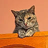 cat, feline, pet, animal, portrait, close_up, tabby, gray_fur, green_eyes, whiskers, ears, paws, sitting, resting, wooden_cabinet, furniture, indoor, orange_background, grumpy_expression, cozy