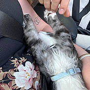 Moustache participe au concours pour gagner de l'argent avec cette photo : cat, animal, pet, feline, collar, hand, tattoo, person, arm, seatbelt, floral_pattern, clothing, car_interior, playing, close_up, cute, furry, touching, resting, bonding