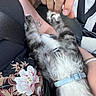 cat, animal, pet, feline, collar, hand, tattoo, person, arm, seatbelt, floral_pattern, clothing, car_interior, playing, close_up, cute, furry, touching, resting, bonding