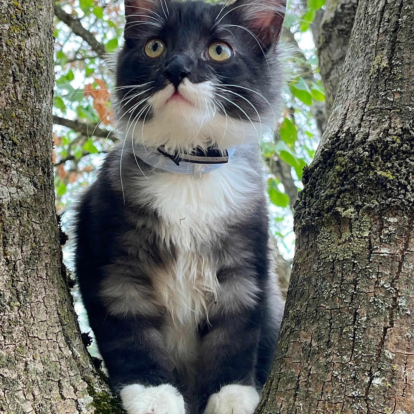 Moustache