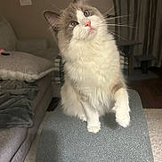 Bo Schembechler joined the competition — help win amazing prizes! cat, fluffy, blue_eyes, pink_nose, curious, paw, indoor, living_room, sofa, blanket, carpet, furniture, pet, cute, domestic_animal, whiskers, ears, fur, portrait, cozy