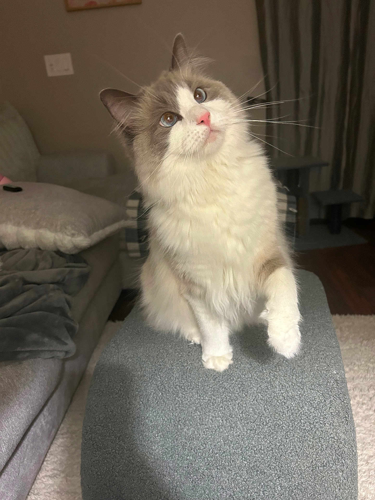 Bo Schembechler joined the competition — help win amazing prizes! cat, fluffy, blue_eyes, pink_nose, curious, paw, indoor, living_room, sofa, blanket, carpet, furniture, pet, cute, domestic_animal, whiskers, ears, fur, portrait, cozy