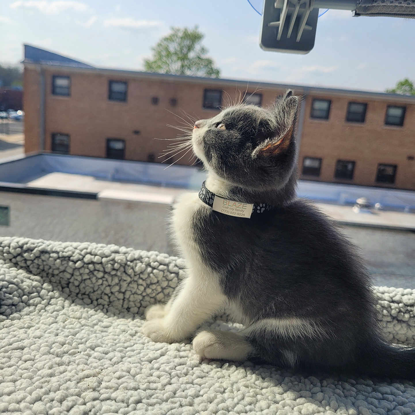 Blaze is registered to the contest to win money with this photo: abyssinian, accessories, animal, architecture, brick, building, cat, city, kitten, manx, officebuilding, outdoors, pet, road, shelter, siamese, slate, strap, street, urban