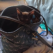 Moya joined the competition — help win amazing prizes! kitten, cat, black_cat, bag, handbag, blanket, indoor, pet, curious, cozy, furniture, fabric, soft, domestic, animal, cute, small, resting, patterned, leather