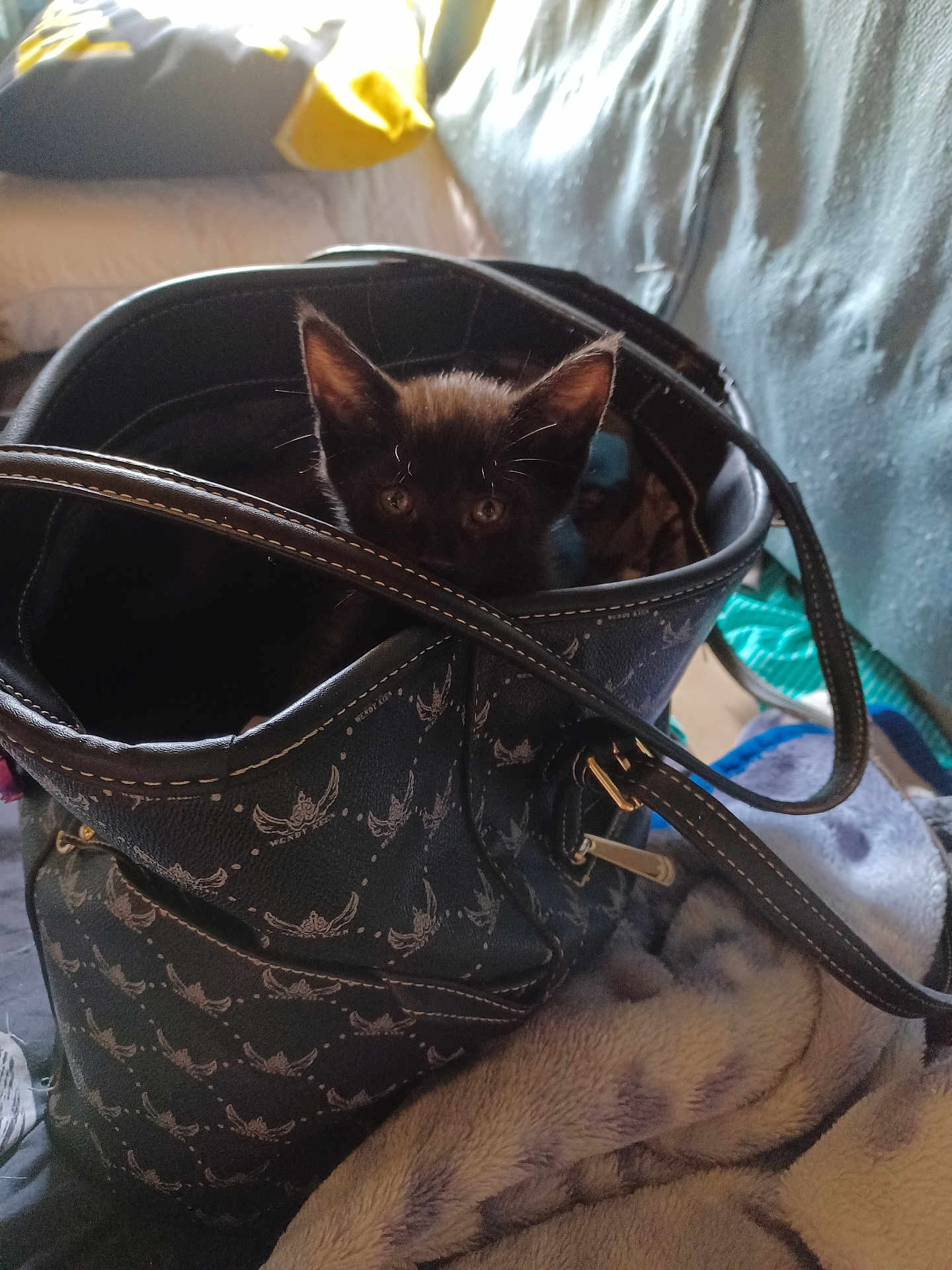 Moya joined the competition — help win amazing prizes! kitten, cat, black_cat, bag, handbag, blanket, indoor, pet, curious, cozy, furniture, fabric, soft, domestic, animal, cute, small, resting, patterned, leather
