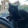 black_cat, cat, dashboard, car_interior, car, window, building, residential, parked_car, animal, pet, feline, whiskers, ears, eyes, urban, daylight, relaxing, curious, indoor