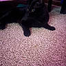 Puma is registered to the contest to win money with this photo: black_cat, cat, pet, animal, carpet, floor, indoor, feline, yellow_eyes, table, legs, shadow, purple_light, resting, alert, fur, whiskers, domestic_cat, cozy, soft_texture