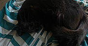 Puma is registered to the contest to win money with this photo: cat, black_cat, sleeping, curled_up, pet, animal, fur, tail, bed, blanket, indoor, cozy, resting, quiet, soft, domestic_cat, feline, cute, relaxing, patterned