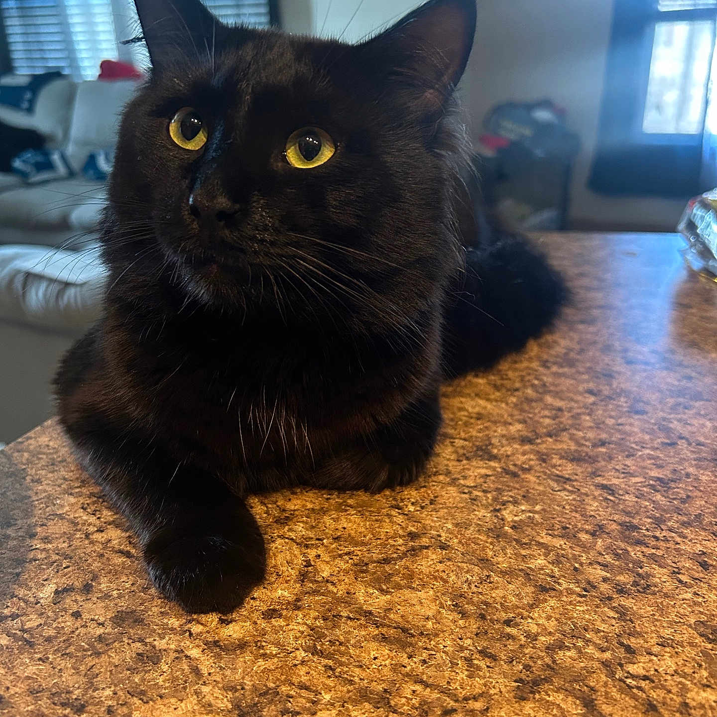 Puma joined the competition — help win amazing prizes! black_cat, cat, pet, animal, yellow_eyes, fur, whiskers, indoor, countertop, table_surface, domestic_cat, relaxed, close_up, portrait, feline, window, curtains, living_room, home, resting